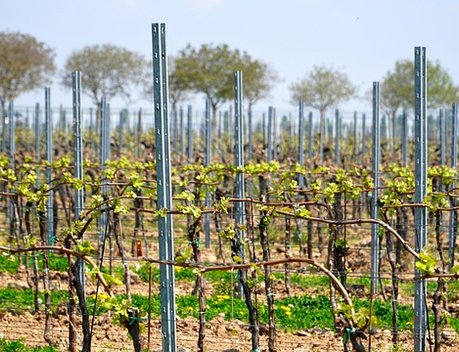 В Краснодарском крае заложат 1,7 тыс. га молодых виноградников
