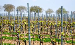 В Краснодарском крае заложат 1,7 тыс. га молодых виноградников