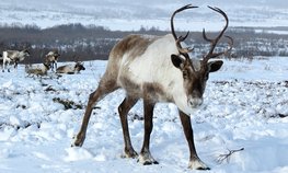 Северные территории Хабаровского края получат субсидии на развитие оленеводства