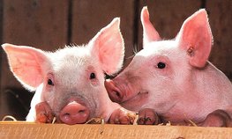 Минсельхоз ожидает роста производства продукции свиноводства в 2021 году более чем на 4 %