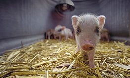 «Росгосстрах» в Тамбовской области застраховал животных крупного агрохолдинга на 208 млн рублей