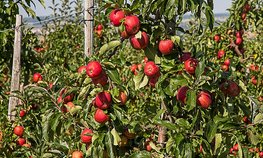 АО СК «РСХБ-Страхование» застраховало более 7 тысяч саженцев яблонь ООО «Сады Нальчика»