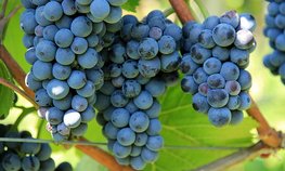Площадь виноградников в Крыму за семь лет увеличилась более чем в три раза
