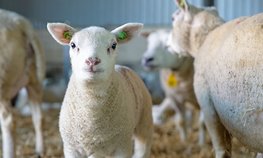 Более 2 млрд рублей направят на развитие овцеводства и козоводства в 2021 году