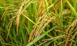 В Ростовской области 137 млн рублей направят на развитие рисоводства