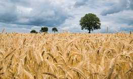 Страховая компания «Согласие» выплатила 5,7 млн рублей за яровую пшеницу