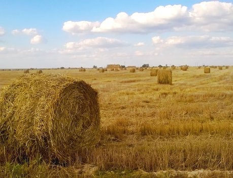 Новосибирская область возместит расходы на доставку кормов хозяйствам трех районов, пострадавшим от засухи