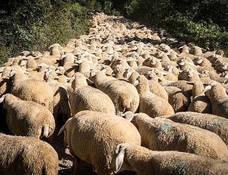 Более 25 миллионов рублей направят на развитие овцеводства в Забайкалье в 2021 году