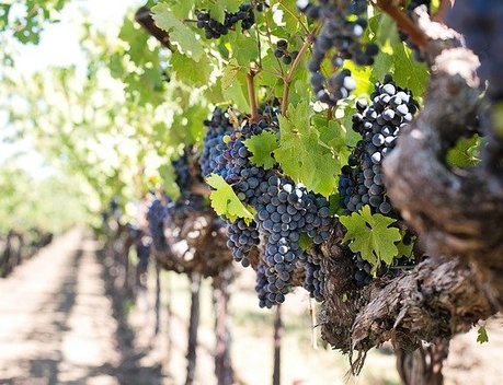 Севастопольские аграрии получили 207 млн рублей на развитие виноградарства
