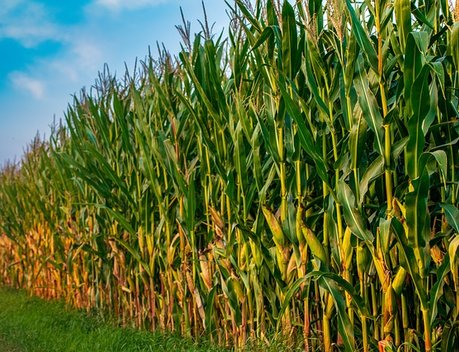 Кубанским аграриям планируют субсидировать затраты на приобретение отечественных семян кукурузы и подсолнечника