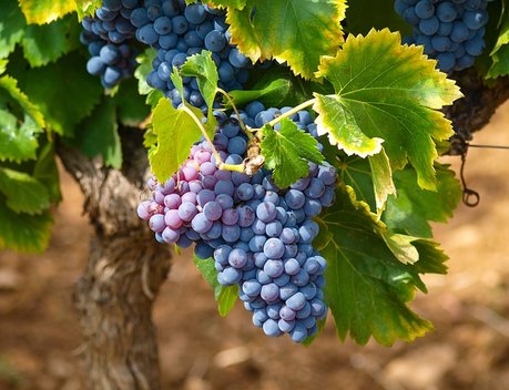 На Ставрополье усиленными темпами развивается виноградарство
