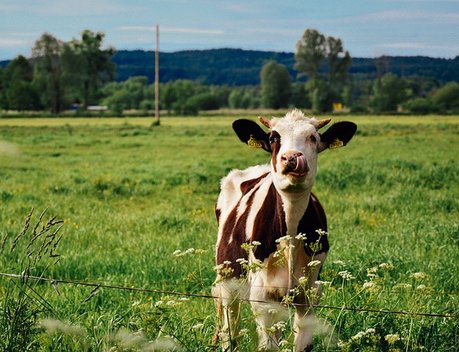 Новосибирские фермеры получат гранты на развитие мясного и молочного скотоводства