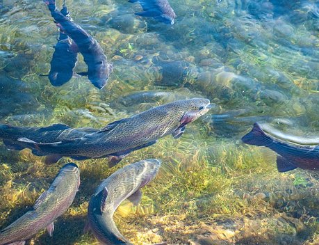 АО СК «РСХБ-Страхование» застраховало более 600 тыс. голов рыбы ООО «Кинтизьма»
