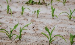 В Челябинской области выделят 500 млн рублей на поддержку сельхозпроизводителей, пострадавших от засухи