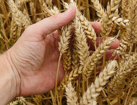 НСА: за 3 года тарифы по страхованию с господдержкой яровых зерновых культур снизились почти на 50 %