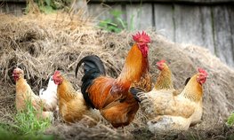 Минсельхоз договорился с производителями о поддержании стабильных цен на птицу
