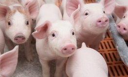 В Минсельхозе обсудили развитие подотрасли свиноводства