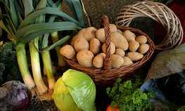 Аграрии Крыма в 2022 году получат господдержку для увеличения объемов производства овощей