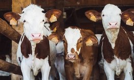 Три инвестиционных проекта Приангарья в сфере молочного животноводства получат федеральную поддержку