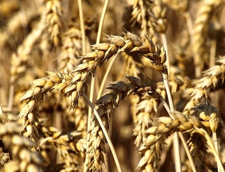 Аграриям Иркутской области компенсируют затраты на производство и реализацию зерна