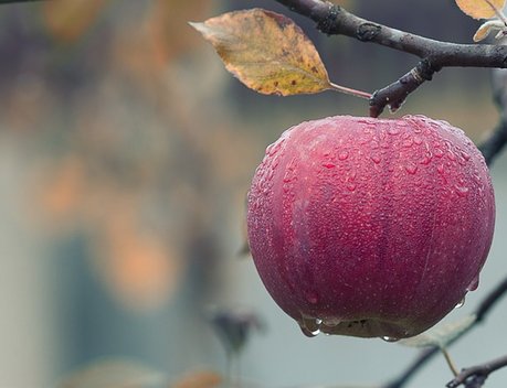 Благодаря господдержке производство яблок в России увеличилось в 1,3 раза