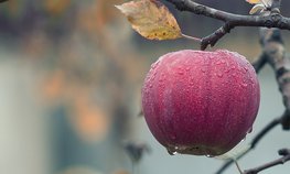 Благодаря господдержке производство яблок в России увеличилось в 1,3 раза