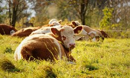 Виновных во вспышках болезней скота хотят лишать компенсации за животных