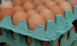 Сельхозпроизводители Ставрополья получат господдержку за реализацию яйца