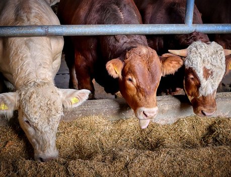 Кабмин выделит животноводам более 10 млрд рублей на закупку кормов