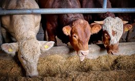 Кабмин выделит животноводам более 10 млрд рублей на закупку кормов