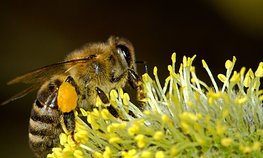В Удмуртии личным подсобным хозяйствам, занимающимся пчеловодством, возместят убытки в связи с гибелью пчел