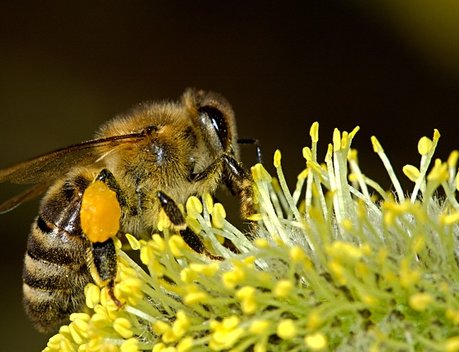 В Удмуртии личным подсобным хозяйствам, занимающимся пчеловодством, возместят убытки в связи с гибелью пчел