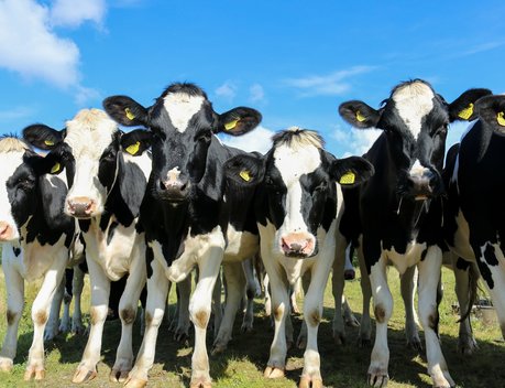 Регионы могут получить право устанавливать численность поголовья скота в подсобных хозяйствах