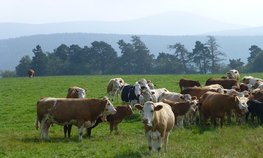 В Кабардино-Балкарии на поддержку фермеров и развитие сельской кооперации в рамках нацпроекта направлено 97,6 млн рублей