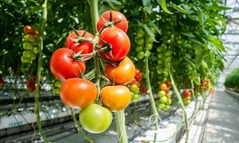 Производство тепличных овощей в 2021 году достигло рекордных 1,4 млн тонн