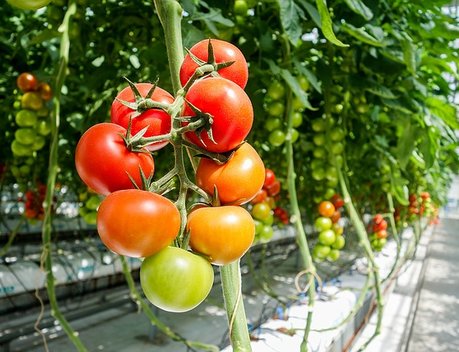 Производство тепличных овощей в 2021 году достигло рекордных 1,4 млн тонн