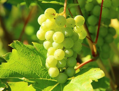 В 2022 году на Кубани расширят поддержку отрасли виноделия