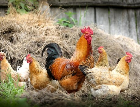 Россельхознадзор ограничил ввоз птицеводческой продукции из некоторых регионов Европы