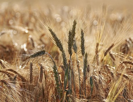 На Всероссийском агрономическом и агроинженерном совещании обсудили увеличение производства продукции растениеводства