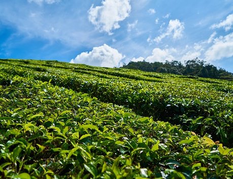 В 2021 году на Кубани собрали около 400 тонн чайного листа