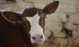 В Волгоградской области господдержка помогает развивать молочное животноводство
