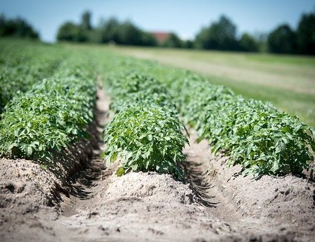 Костромская область увеличивает финансовую поддержку аграриев на расширение посадок овощей и картофеля