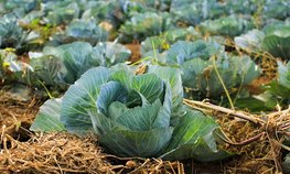 Тверские фермеры смогут получить грант «Агростартап» на проекты в сфере овощеводства и картофелеводства