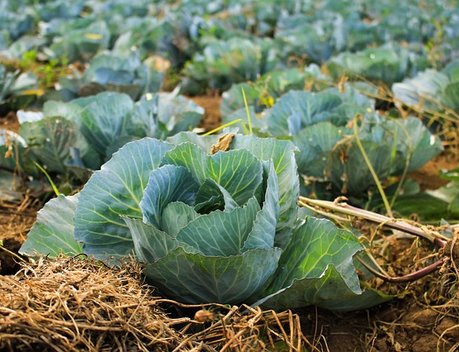 Тверские фермеры смогут получить грант «Агростартап» на проекты в сфере овощеводства и картофелеводства