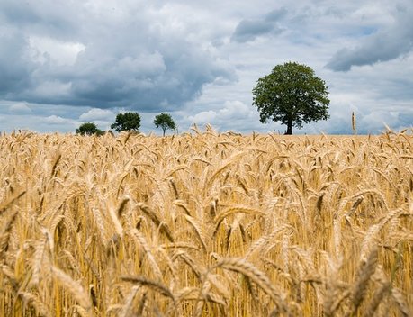 Аграриям Башкортостана перечислили 412 млн рублей субсидий за производство и реализацию зерновых культур