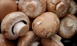 Производство культивируемых грибов в России увеличилось в 11 раз за пять лет