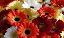 За пять лет производство цветов в России увеличилось на 68 %
