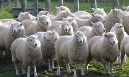 Господдержка на производство овечьей шерсти вдвое увеличилась в Забайкальском крае