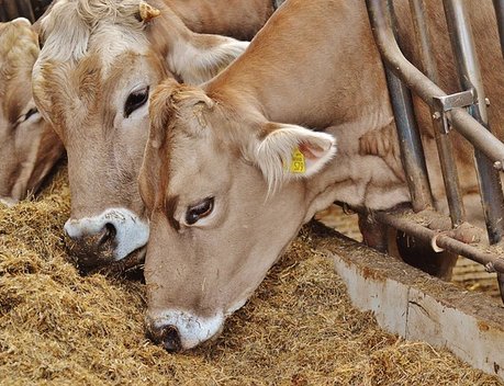 Ставропольские аграрии получили более 362 млн рублей субсидий на поддержку племенного животноводства
