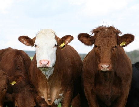Госдума приняла закон о маркировке сельскохозяйственных животных